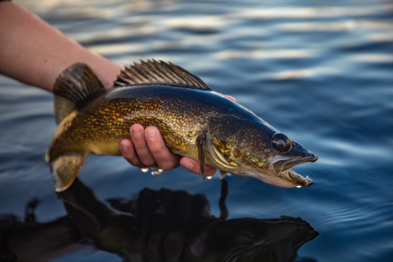 How to Get a Fishing License in Wisconsin 2024