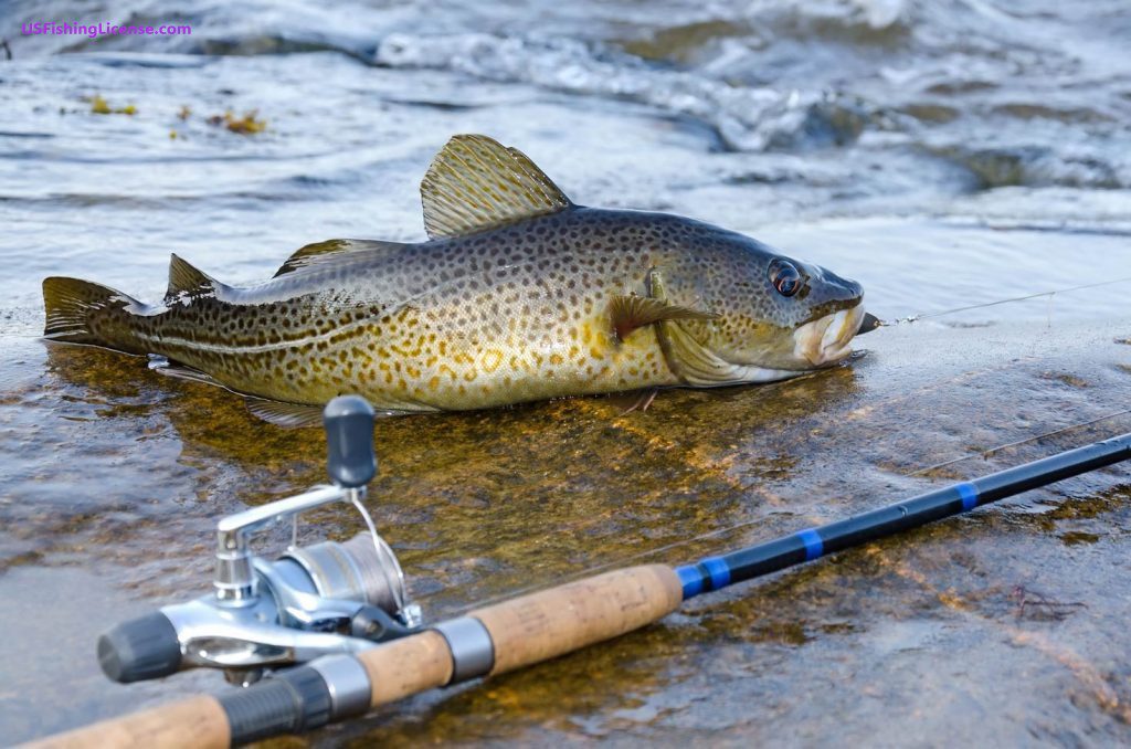 Massachusetts Fishing