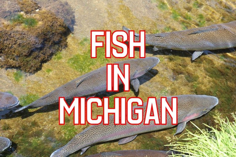 Fishing in Michigan’s Bountiful Waters: A Comprehensive Guide to Licenses