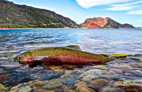 Flaming Gorge Reservoir