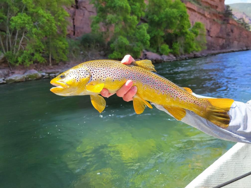 Top Utah Fishing Spots to Catch Big in 2025