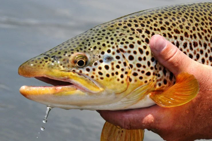 Pennsylvania’s Prized Trout: Comprehensive Angler’s Guide
