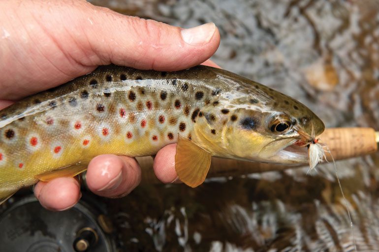 Trout Fishing in Pennsylvania