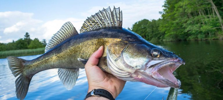 Walleye Fishing in Pennsylvania: Pursuing the Elusive Gamefish