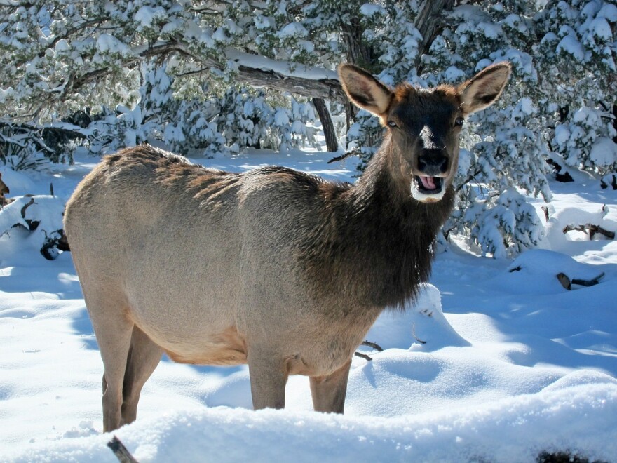 Flathead Non Tribal Hunting Permits