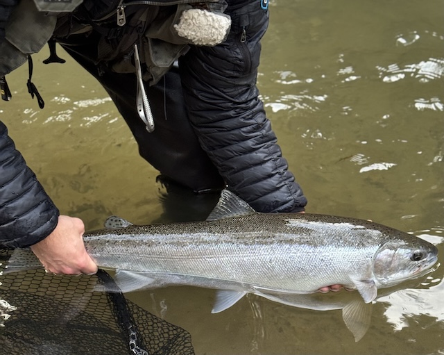 Oregon Steelhead License