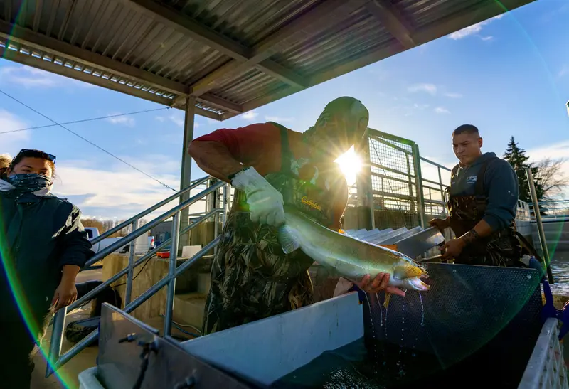 Salmon Recovery Licenses Redefined