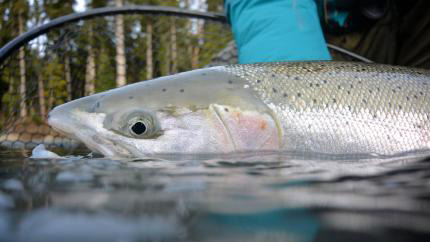 Snake River Basin Fishing Licenses